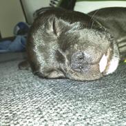 Staffordshire bull terrier Vidar