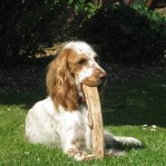 Cocker spaniel Nugga