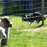 Border collie Solfari Auri