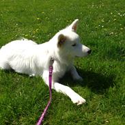 Blanding af racer Molly