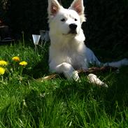 Blanding af racer Molly