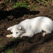 Blanding af racer Molly