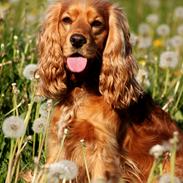 Cocker spaniel Cindy