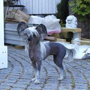 Chinese crested hårløs } Chelsy