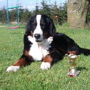 Berner sennenhund Tarzan(Wenston)