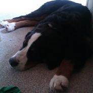 Berner sennenhund Tarzan(Wenston)