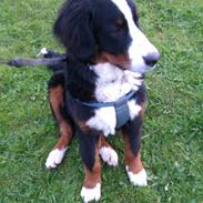 Berner sennenhund Tarzan(Wenston)