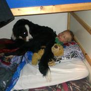 Berner sennenhund Tarzan(Wenston)