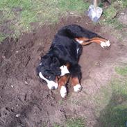 Berner sennenhund Tarzan(Wenston)