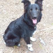 Border collie Nika