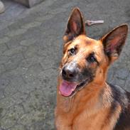 Schæferhund Quality