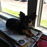 Chihuahua Wilma