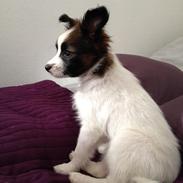 Papillon Bella