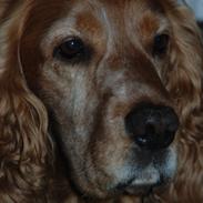 Cocker spaniel Louie [ Bestfriend ]