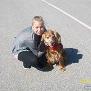 Cocker spaniel Louie [ Bestfriend ]