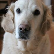 Golden retriever Coco (R.I.P 25-03-13) <3