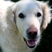 Golden retriever Coco (R.I.P 25-03-13) <3