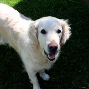 Golden retriever Coco (R.I.P 25-03-13) <3