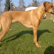 Rhodesian ridgeback Kinyemi At Awesome Valley's G'Anaya