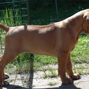 Rhodesian ridgeback Kinyemi At Awesome Valley's G'Anaya