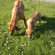 Rhodesian ridgeback Kinyemi At Awesome Valley's G'Anaya