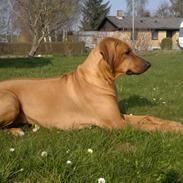 Rhodesian ridgeback Kinyemi At Awesome Valley's G'Anaya