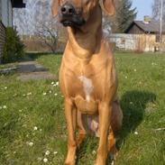 Rhodesian ridgeback Kinyemi At Awesome Valley's G'Anaya