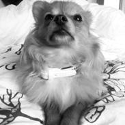 Blanding af racer Tino