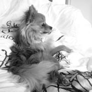 Blanding af racer Tino