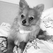 Blanding af racer Tino