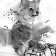 Blanding af racer Tino