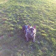 Fransk bulldog Elly
