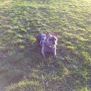 Fransk bulldog Elly