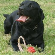 Labrador retriever Buddy