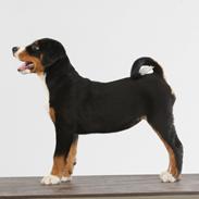 Appenzeller sennenhund Berta