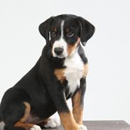 Appenzeller sennenhund Berta