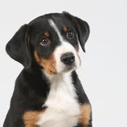 Appenzeller sennenhund Berta