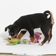 Appenzeller sennenhund Berta