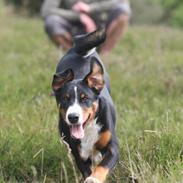 Appenzeller sennenhund Berta