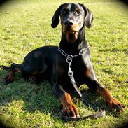 Dobermann caïx