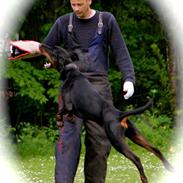 Dobermann caïx