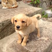 Labrador retriever Chica