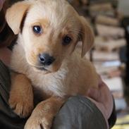 Labrador retriever Chica