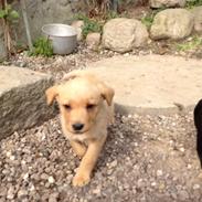 Labrador retriever Chica