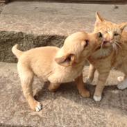 Labrador retriever Chica