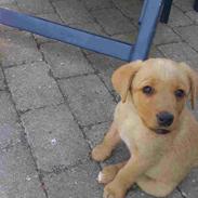 Labrador retriever Chica