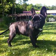 Fransk bulldog Wiufgaard´s Cléo
