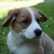 Welsh corgi cardigan Murphy Connor