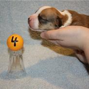 Welsh corgi cardigan Murphy Connor