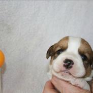 Welsh corgi cardigan Murphy Connor